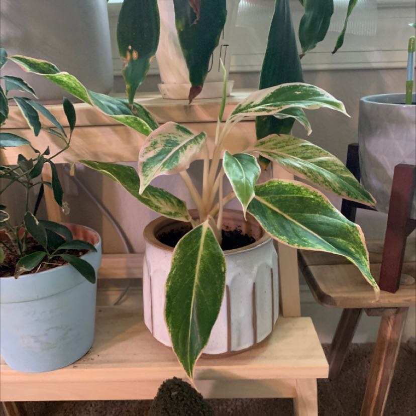 Healthy Chinese Evergreen plant with vibrant green and white variegated leaves, in a white pot on a wooden stand, surrounded by other plants.