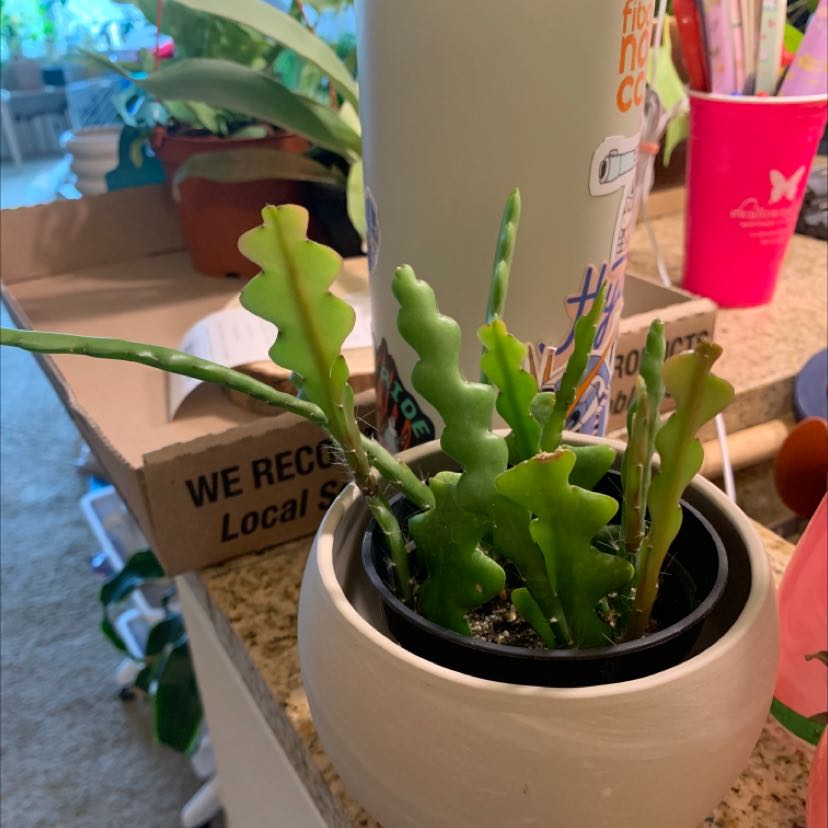 Fishbone Cactus in a pot with household items and other plants in the background.