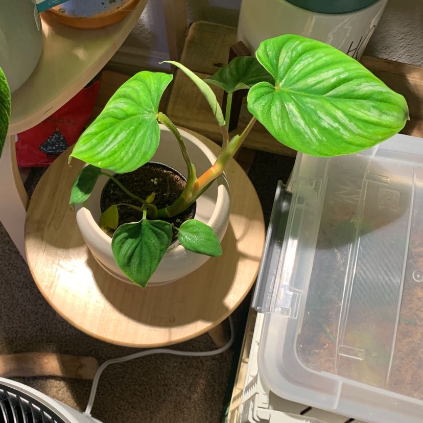 Philodendron plowmanii plant in a pot with vibrant green leaves and visible soil.