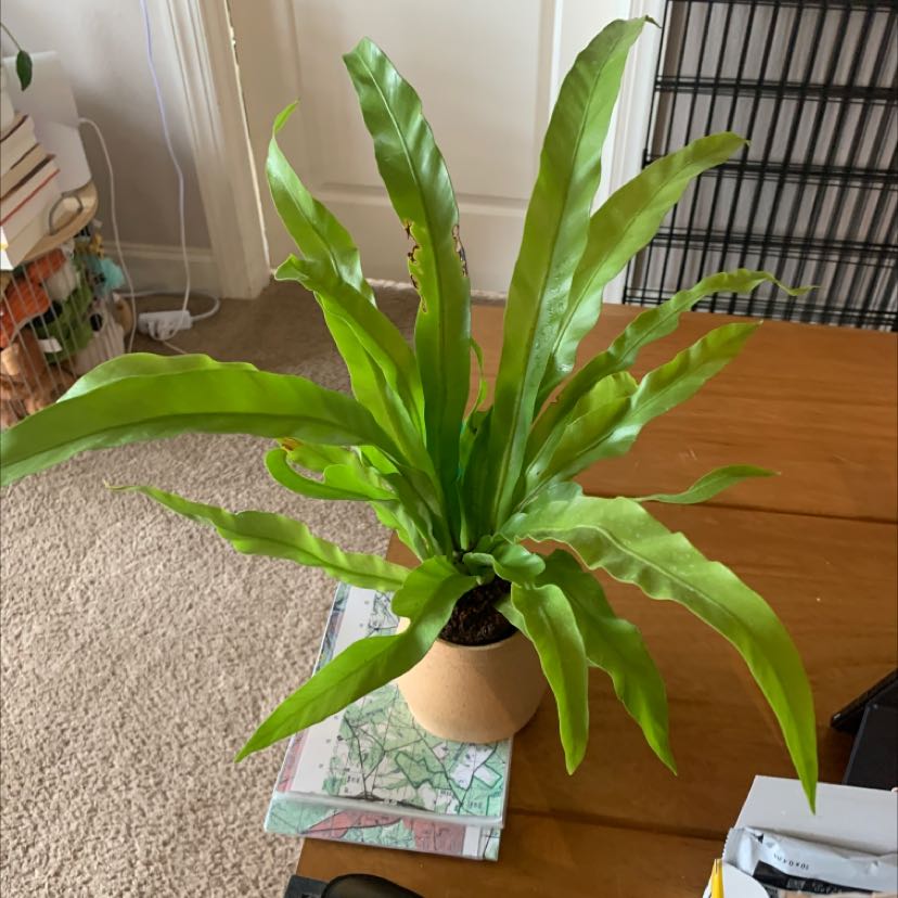 Healthy, thriving Bird's Nest Fern with lush green wavy fronds in a rosette shape, free of discoloration or damage, in an indoor setting.