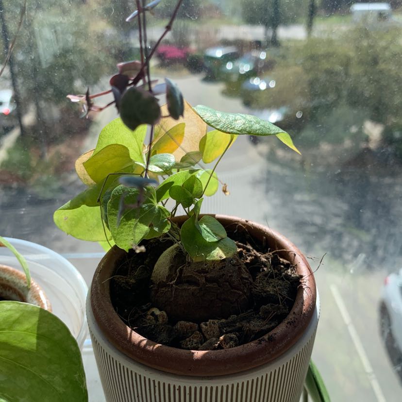 Healthy Arabian Jasmine plant with vibrant green leaves growing in a small brown ceramic pot, near a window.