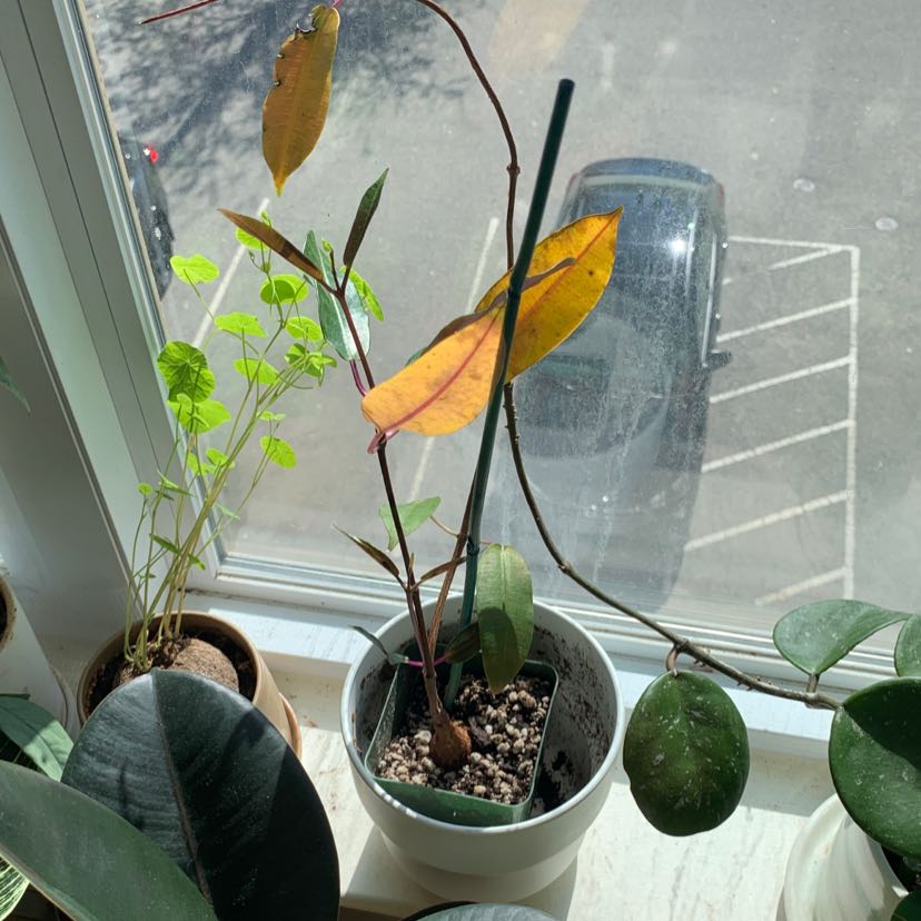 Photo of the plant species Petopentia Natalensis by Michelle named petopentia on Greg, the plant care app