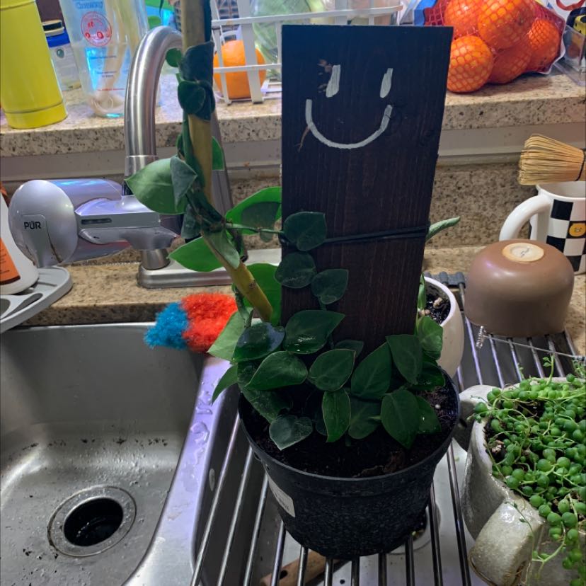 Healthy creeping fig houseplant in a pot with a chalkboard smiley face sign, sitting on a cluttered kitchen counter.