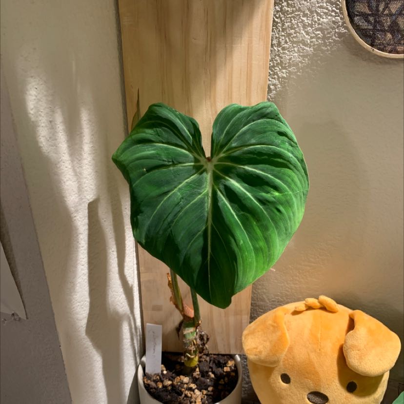 Philodendron gloriosum plant with a large green leaf in a pot, soil visible.