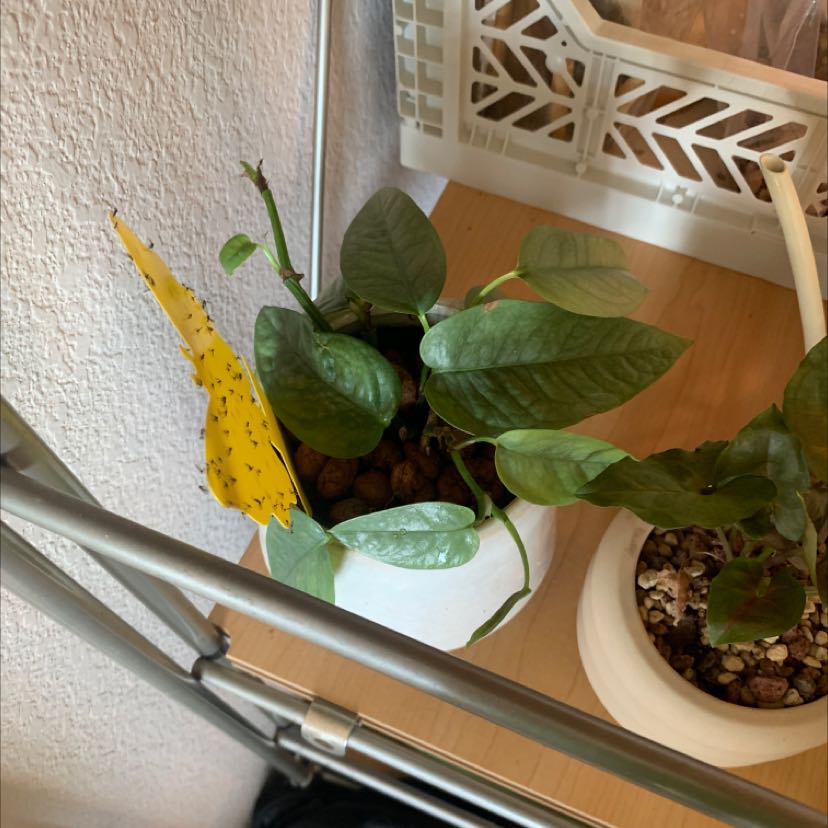 Cebu Blue Pothos plant in a white pot on a shelf, with another plant partially visible.