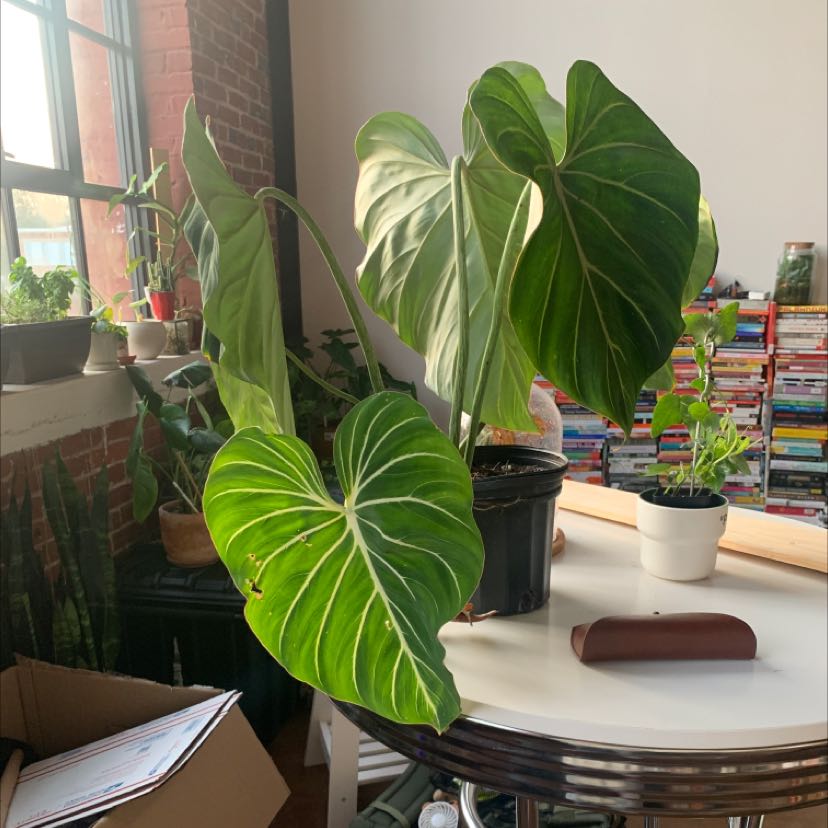 Philodendron gloriosum plant with large, healthy leaves on a table near a window.