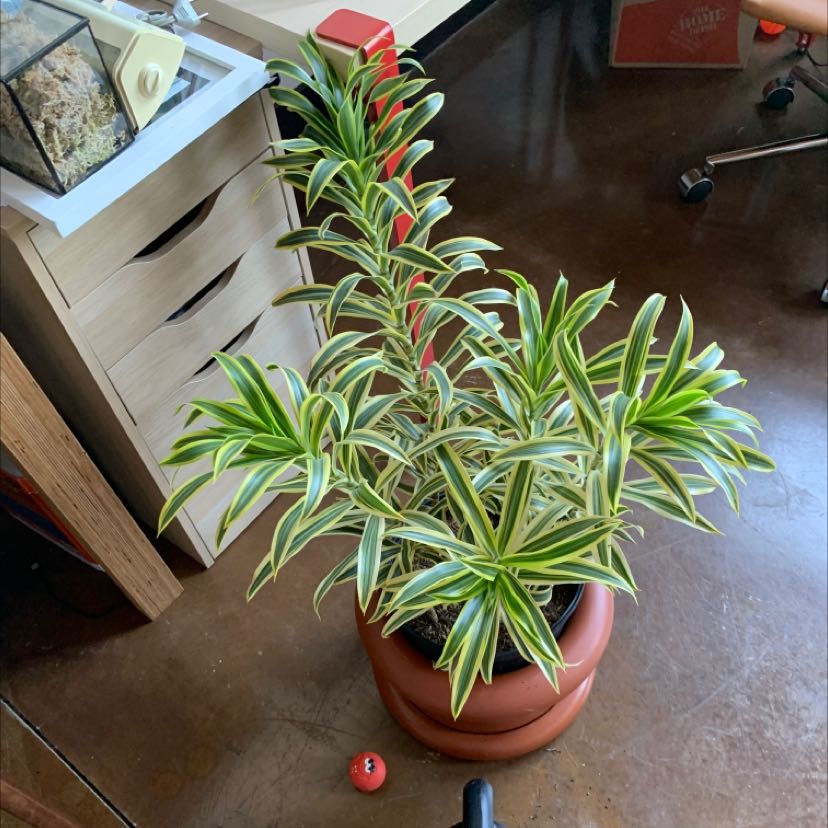 Healthy Dracaena reflexa 'Song of India' plant with lush green and white striped leaves in a small terracotta pot.