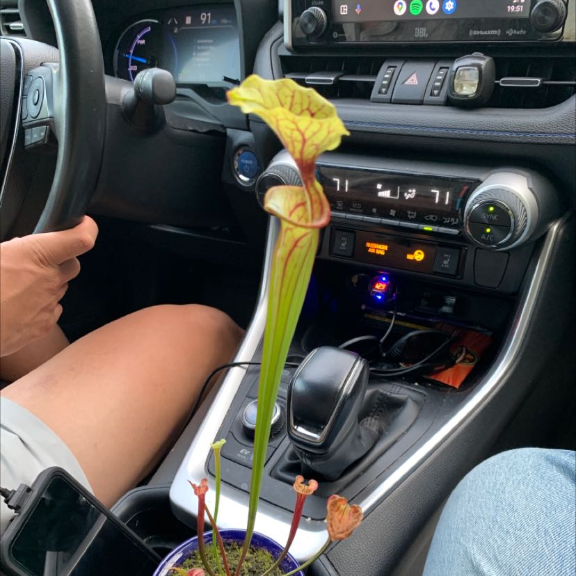 Yellow Pitcher Plant inside a car, well-framed and healthy.