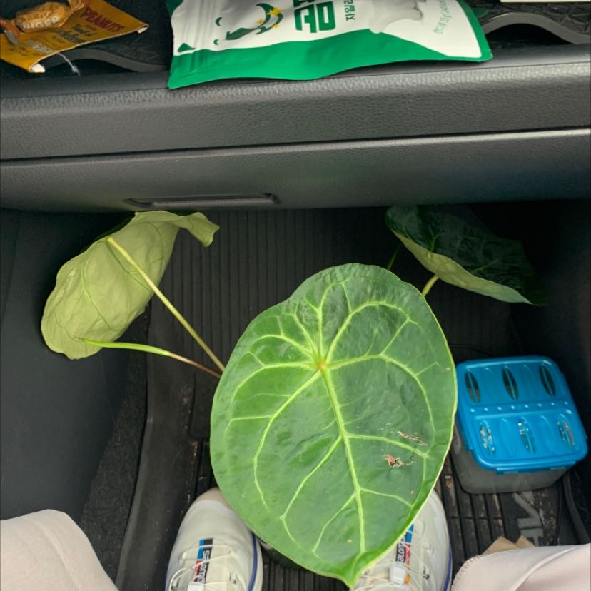 Photo of the plant species Anthurium Magnificum x Ace of Spades Dark by Michelle named anthurium magnificum x on Greg, the plant care app