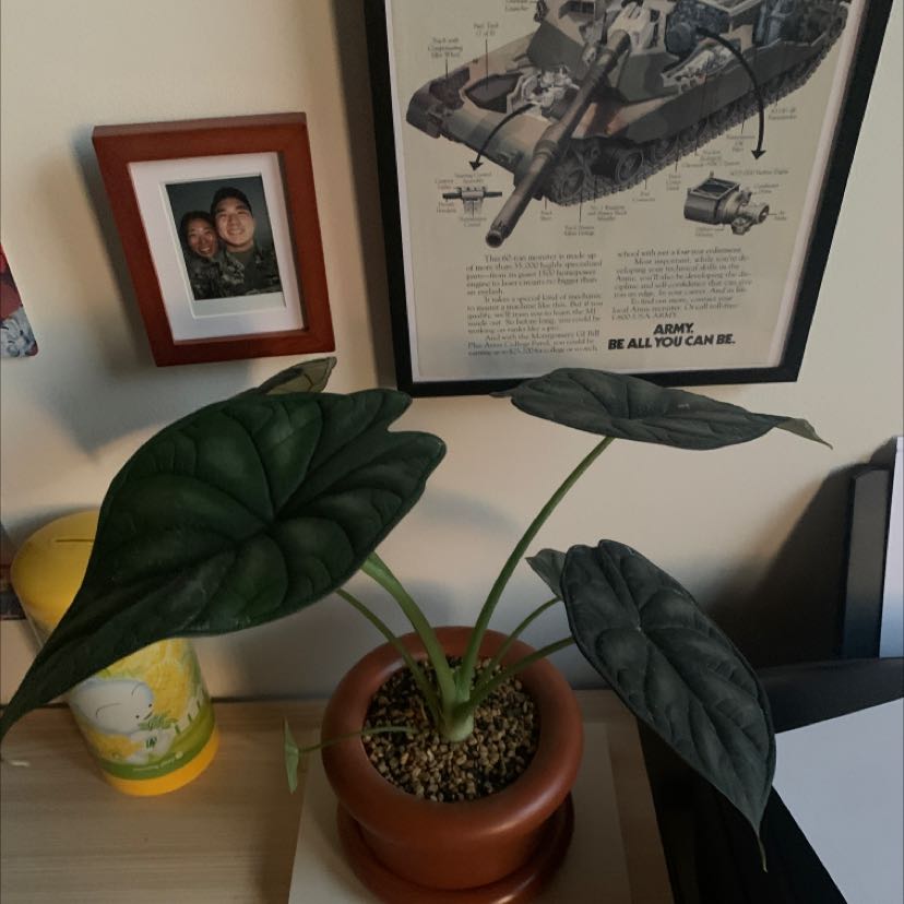 Alocasia 'Dragon Scale' plant in a pot on a desk with dark green leaves.