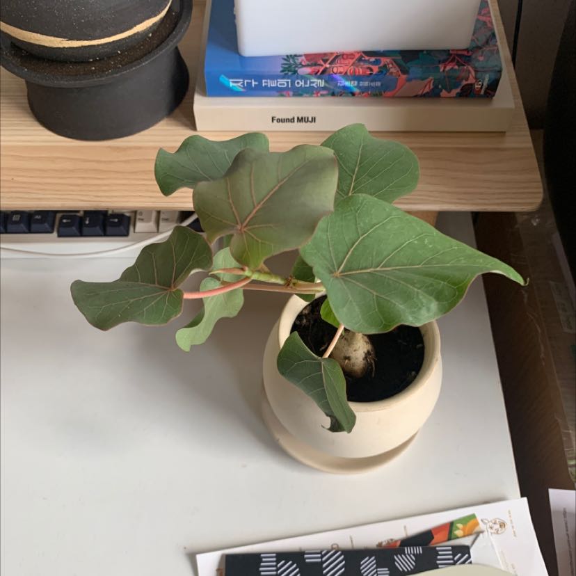 Potted Petiolate Fig plant with broad green leaves on a desk.