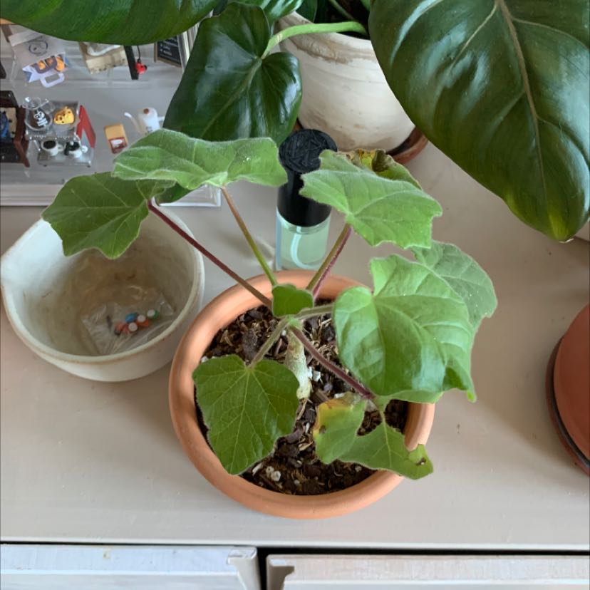Photo of the plant species Uncarina grandidieri by Michelle named uncarina grandidieri on Greg, the plant care app