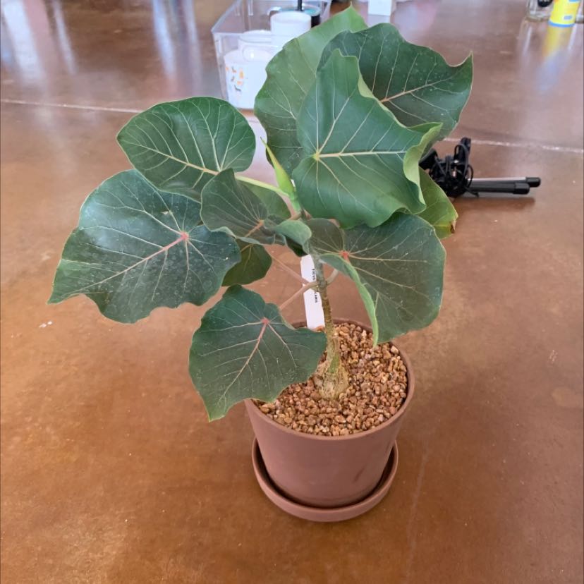 Potted Petiolate Fig plant with broad green leaves and visible veins.