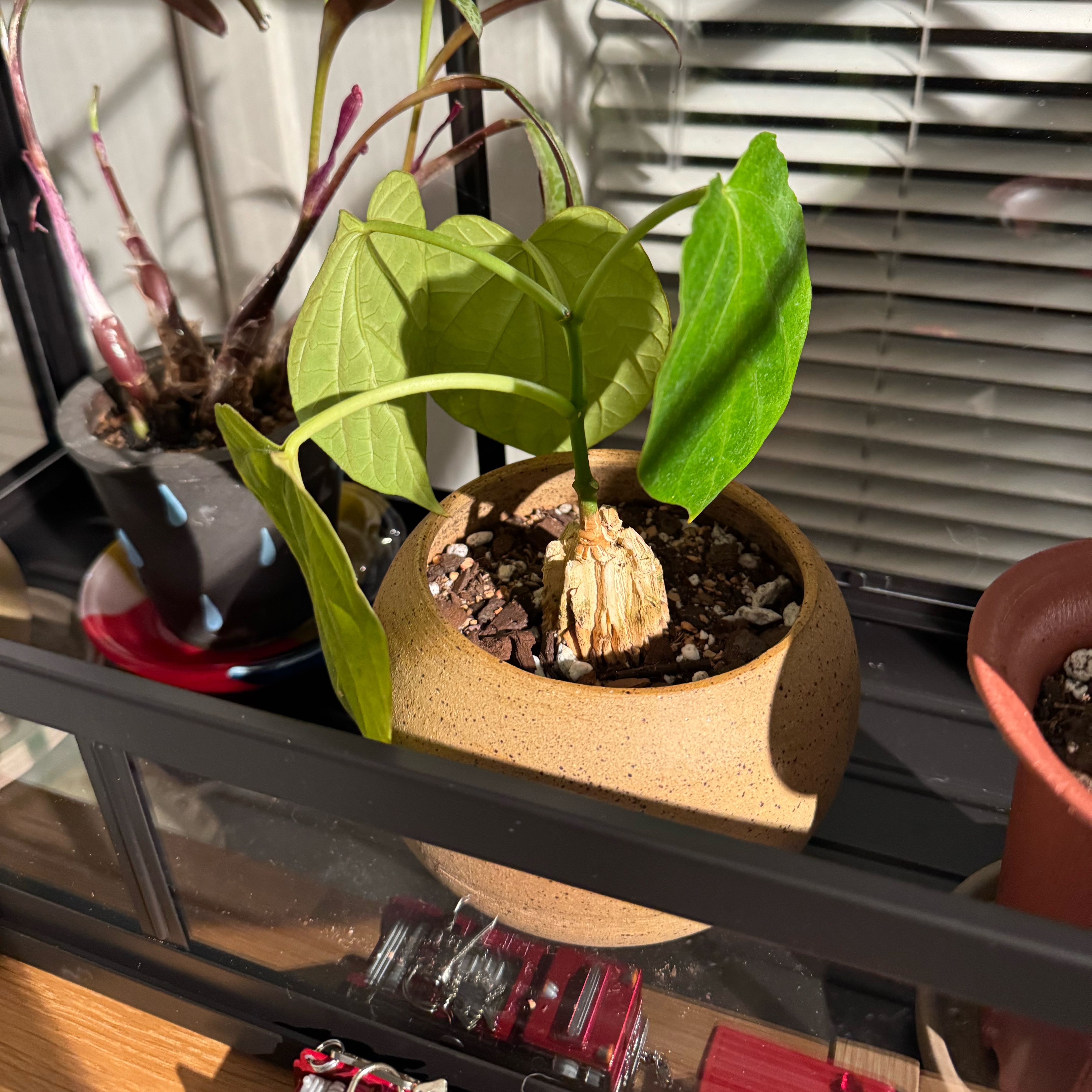 Photo of the plant species Gonolobus by Michelle named Fernie Mac on Greg, the plant care app