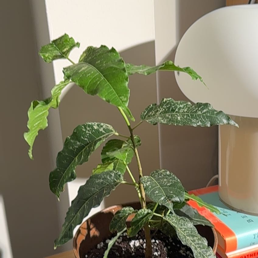 Photo of the plant species Clown Fig by Michelle named Spike Leaves on Greg, the plant care app