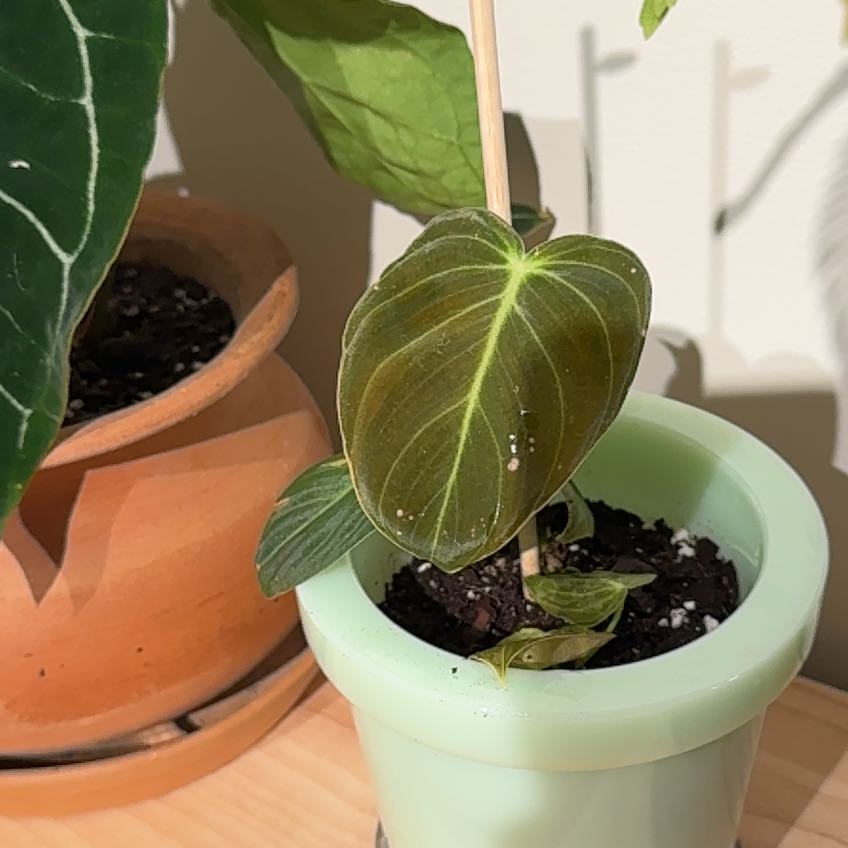 Photo of the plant species Black-gold Philodendron by Michelle named Kesha on Greg, the plant care app