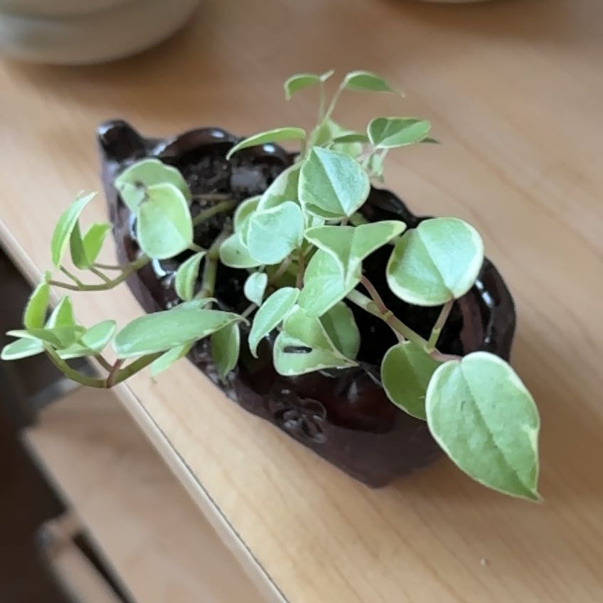 Healthy vining peperomia plant with glossy heart-shaped leaves in a small pot, photographed from above against a light background.