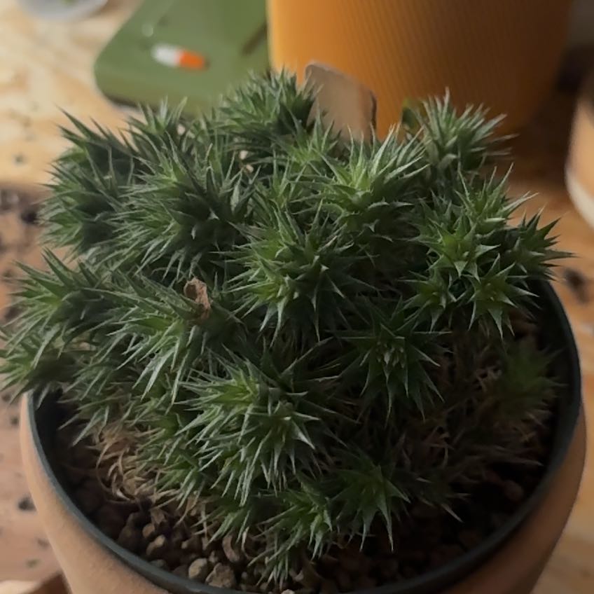 Photo of the plant species Deuterocohnia brevifolia by Michelle named deuterocohnia brevifolia on Greg, the plant care app