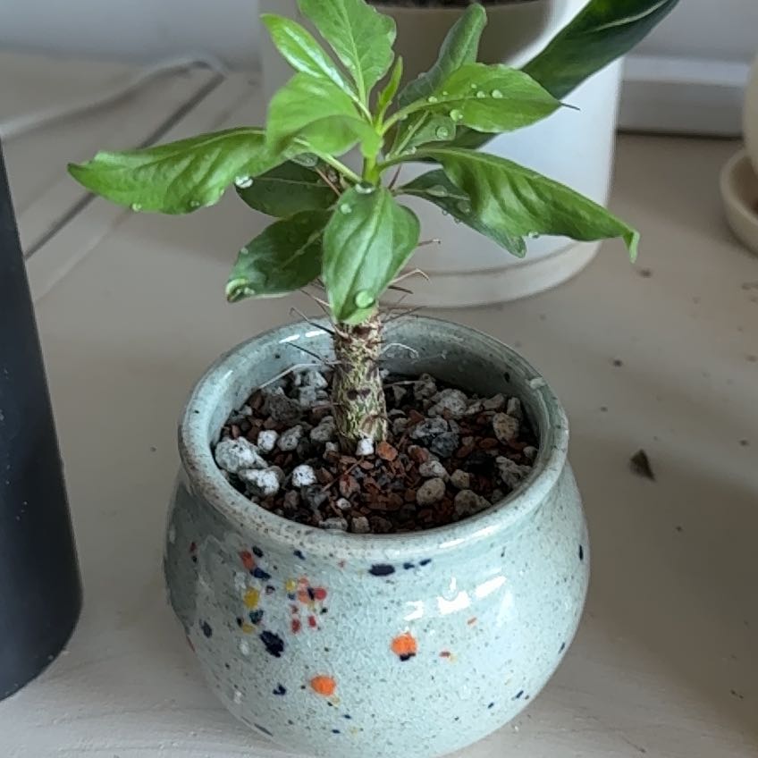 Photo of the plant species Mexican Tree Ocotillo by Michelle named fouquieria macdougalii on Greg, the plant care app