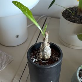 Photo of the plant species Cephalopentandra ecirrhosa by Michelle named cephalopentandra ecirrhosa on Greg, the plant care app