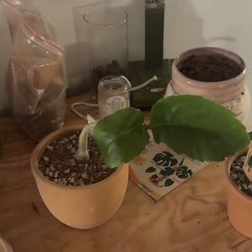 Photo of the plant species Butter Bush by Michelle named Marilyn on Greg, the plant care app