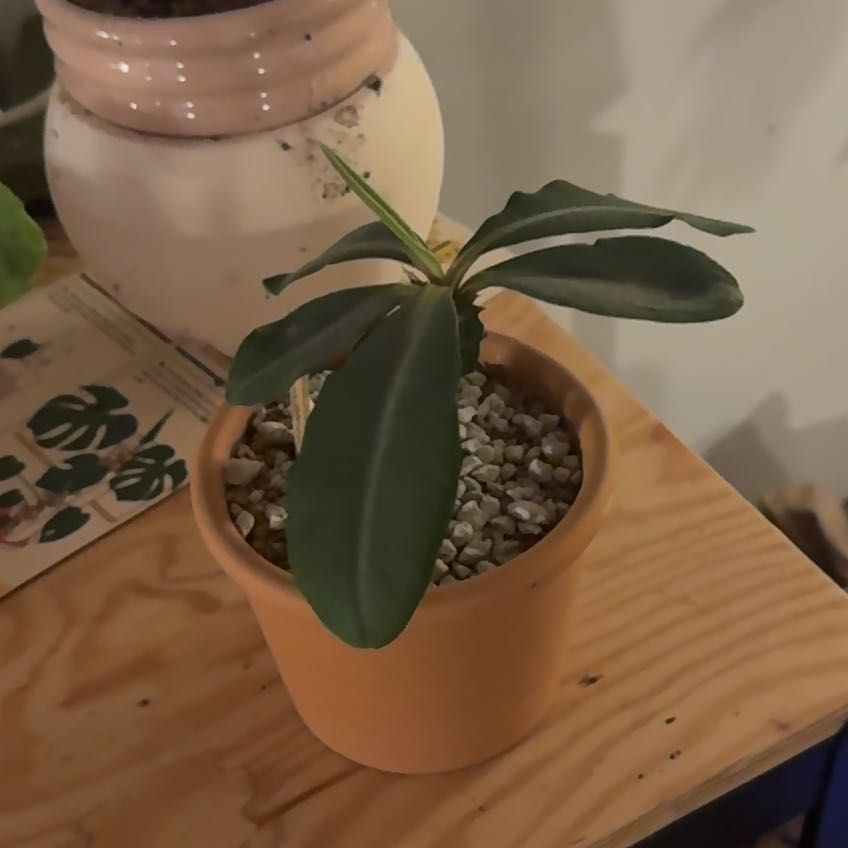 Photo of the plant species Euphorbia viguieri var. ankarafantsiensis by Michelle named Hemingway on Greg, the plant care app
