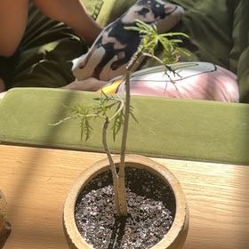 Photo of the plant species Jatropha multifida by Michelle named jatropha multifida x 5 on Greg, the plant care app
