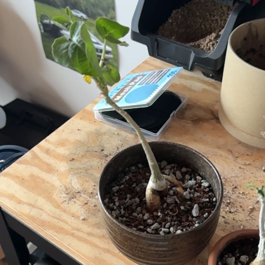 Photo of the plant species Adenia volkensii by Michelle named adenia volkensii on Greg, the plant care app