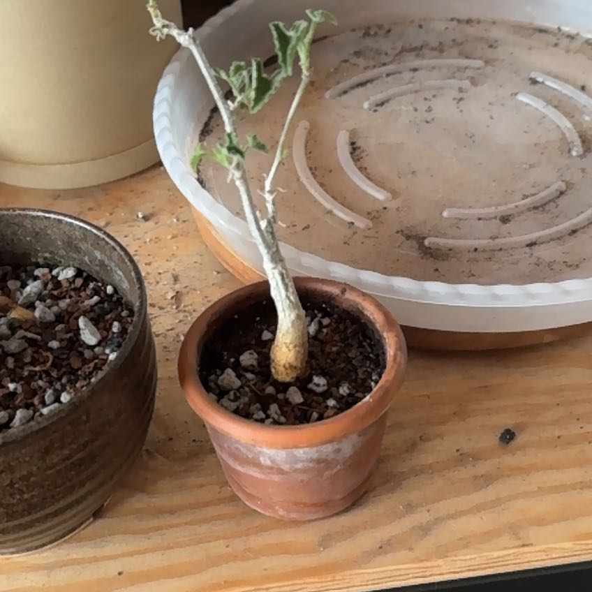 Photo of the plant species Corallocarpus bainesii by Michelle named corallocarpus bainesii on Greg, the plant care app