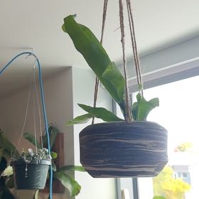 Photo of the plant species Silver Staghorn Fern Plant by Michelle named platycerium veitchii on Greg, the plant care app