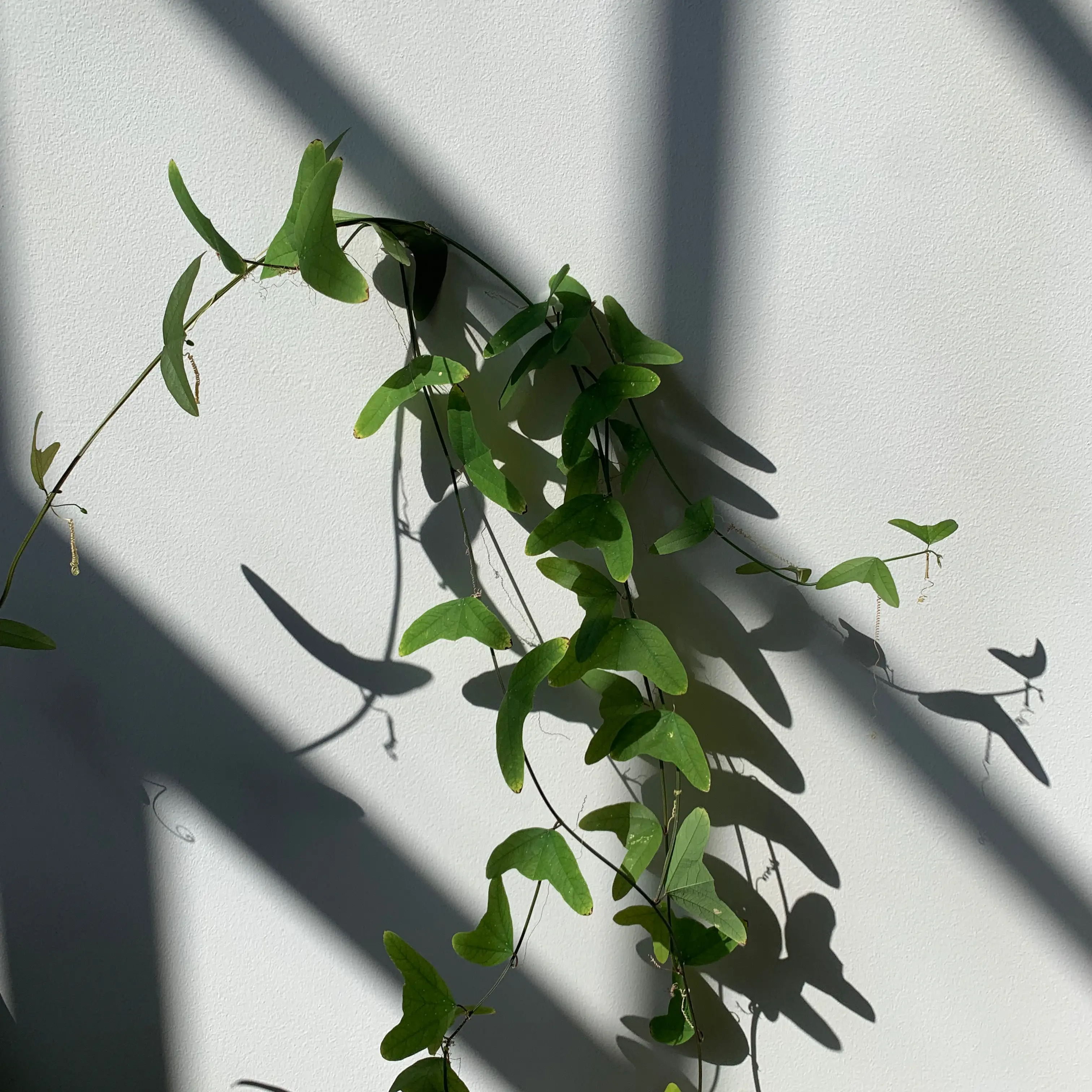 Photo of the plant species Twoflower Passionflower by Michelle named passiflora on Greg, the plant care app