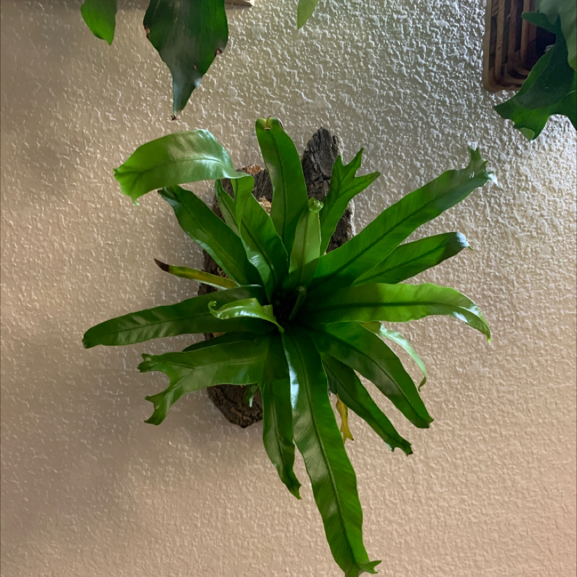 Healthy Bird's Nest Fern with lush green leaves mounted on textured wall, forming a rosette pattern. No signs of disease or deficiency.