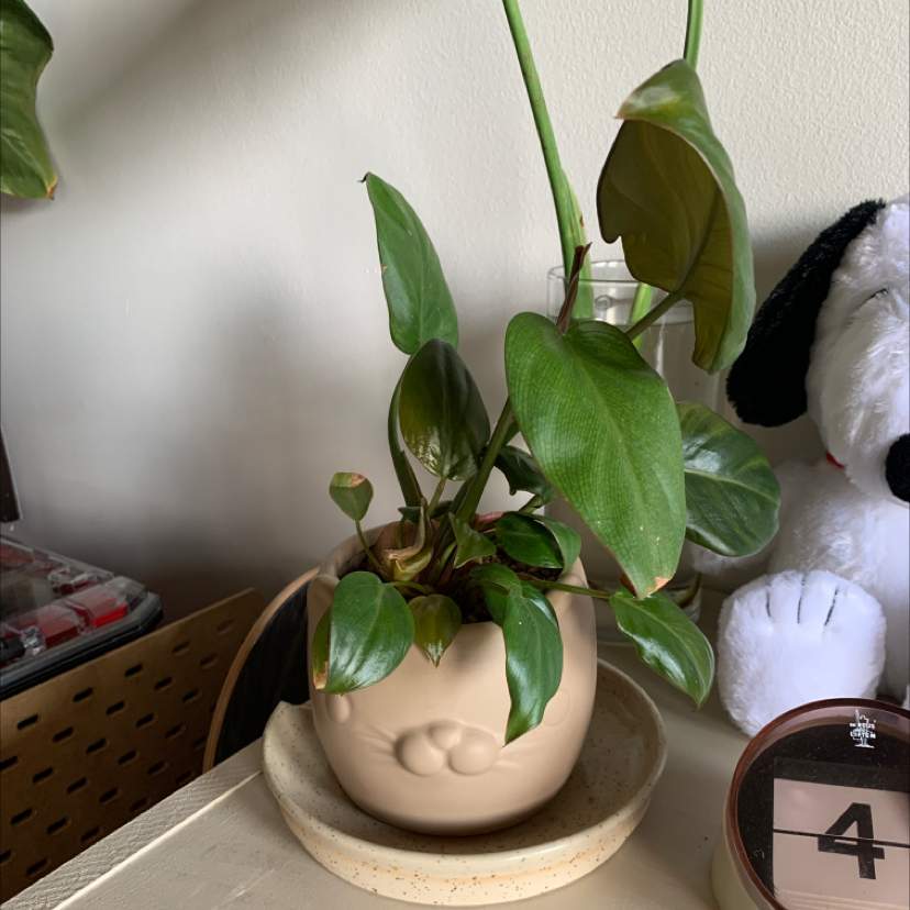 Healthy potted Blushing Philodendron with vibrant green and burgundy leaves, in a well-framed photo.