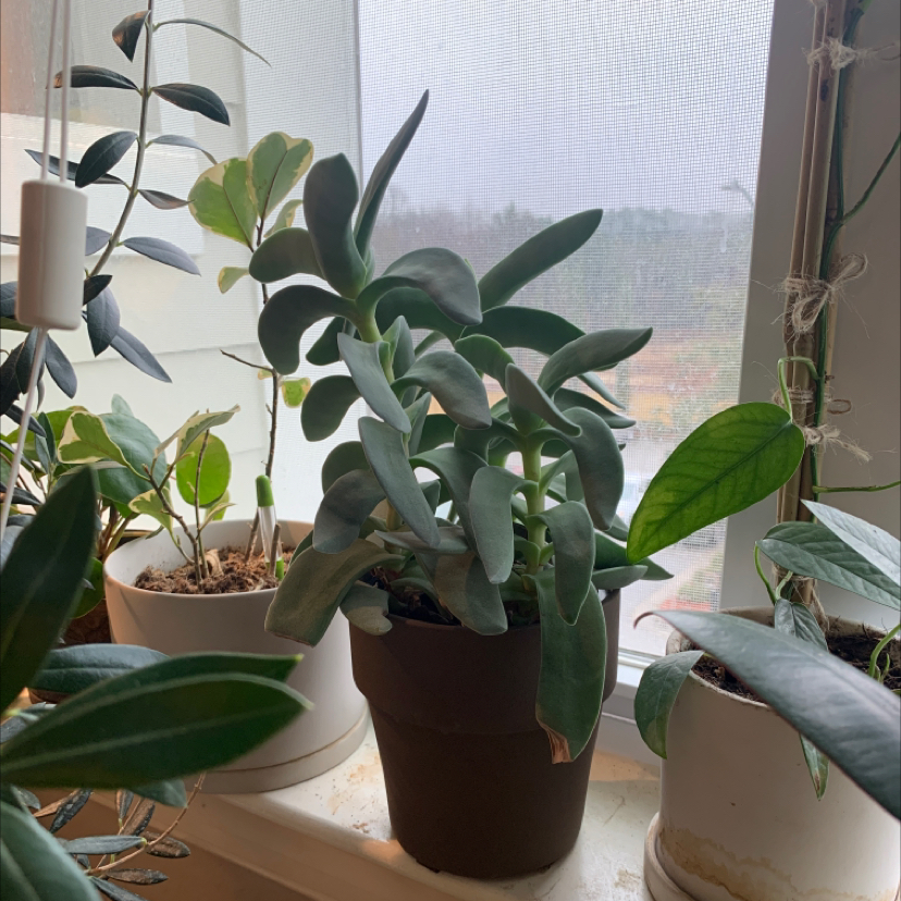 Potted succulent plant on a windowsill, surrounded by other plants.