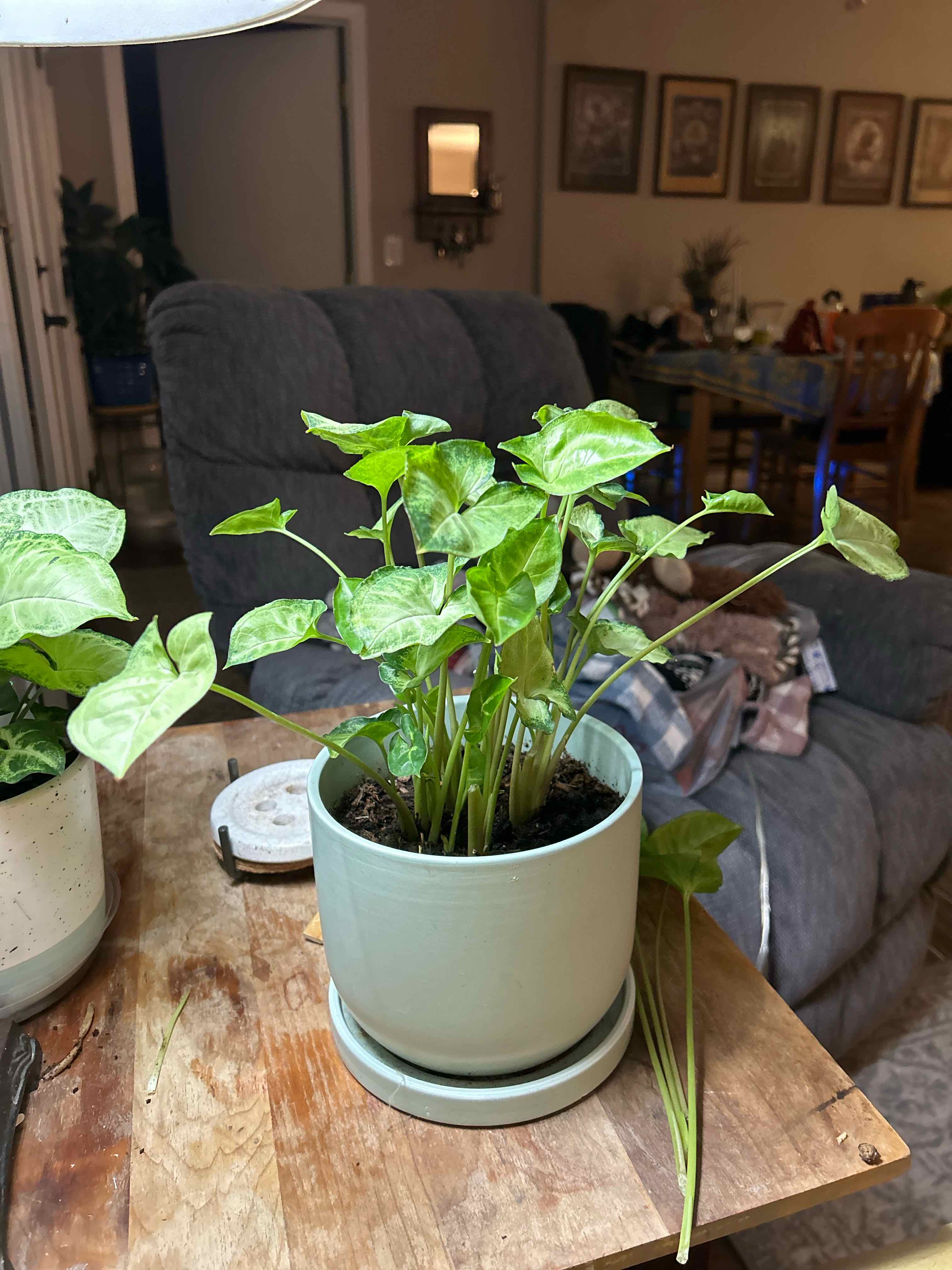 Syngonium Pixie plant in a pot on a wooden table in an indoor setting.