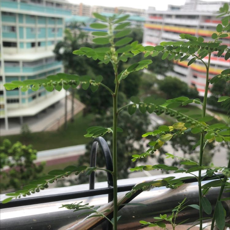 Chamber Bitter plant with green pinnate leaves in an urban setting.