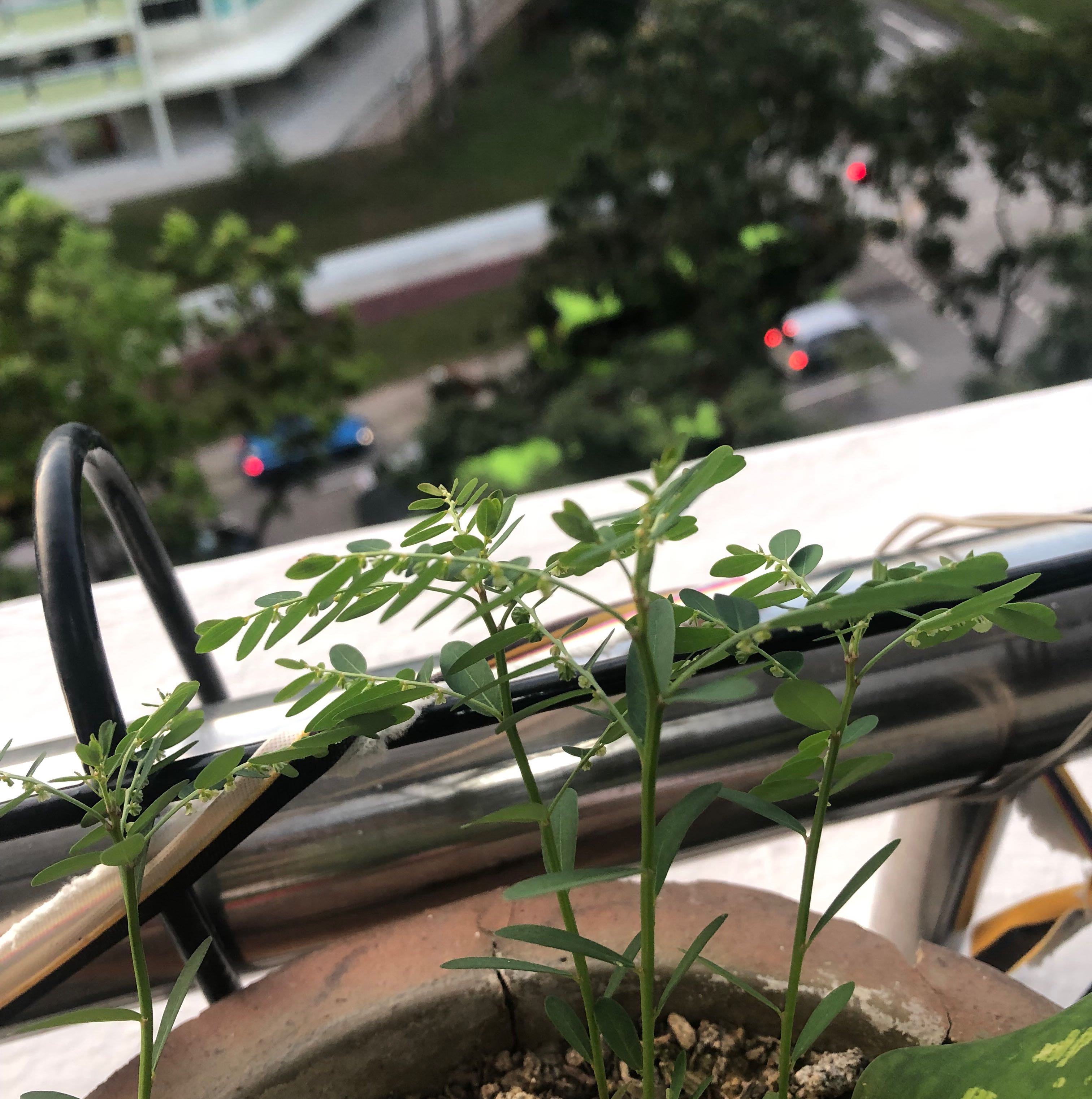 Potted Chamber Bitter plant with small, delicate leaves, appears healthy.