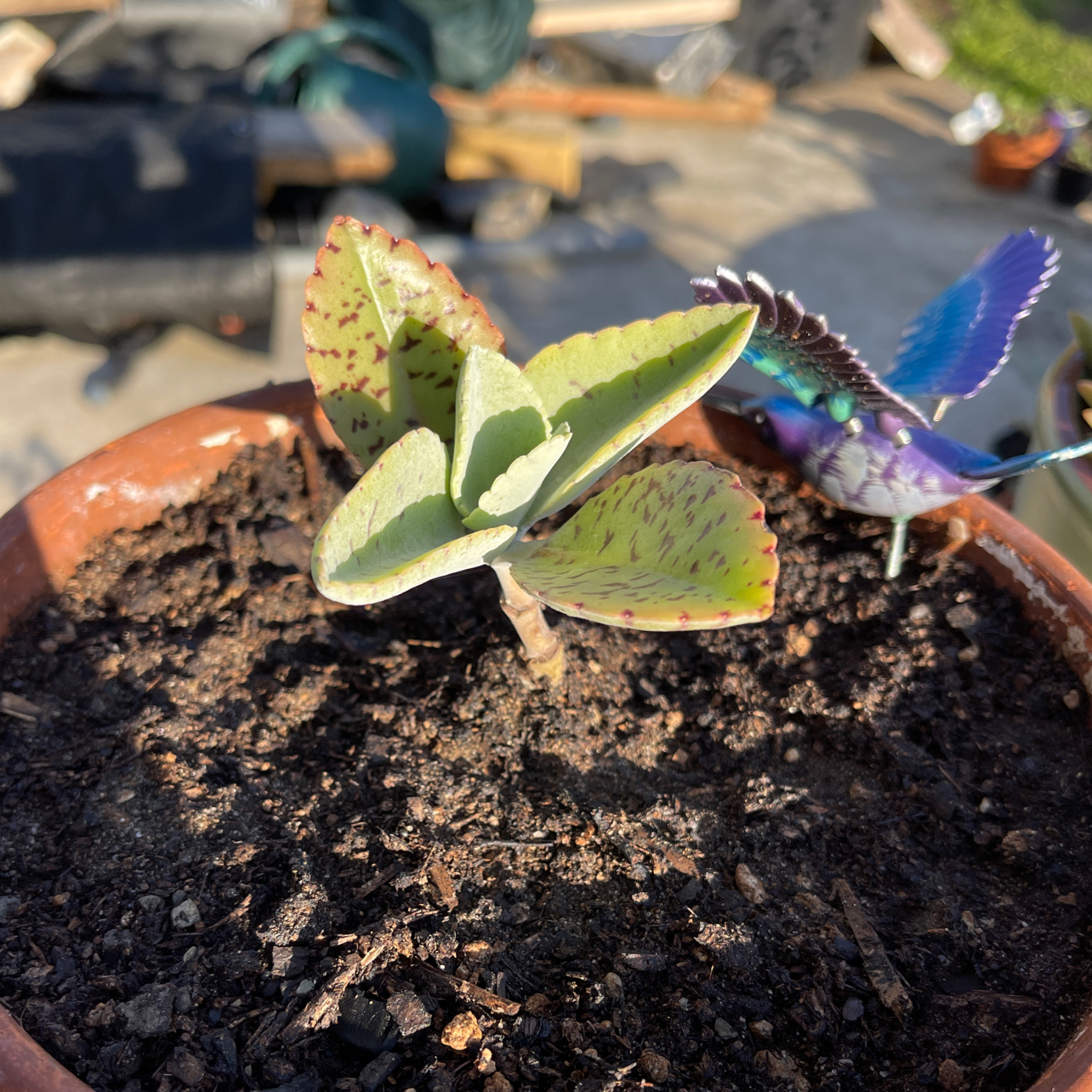 Penwiper Plant in a pot with visible soil and some black spots on the leaves.