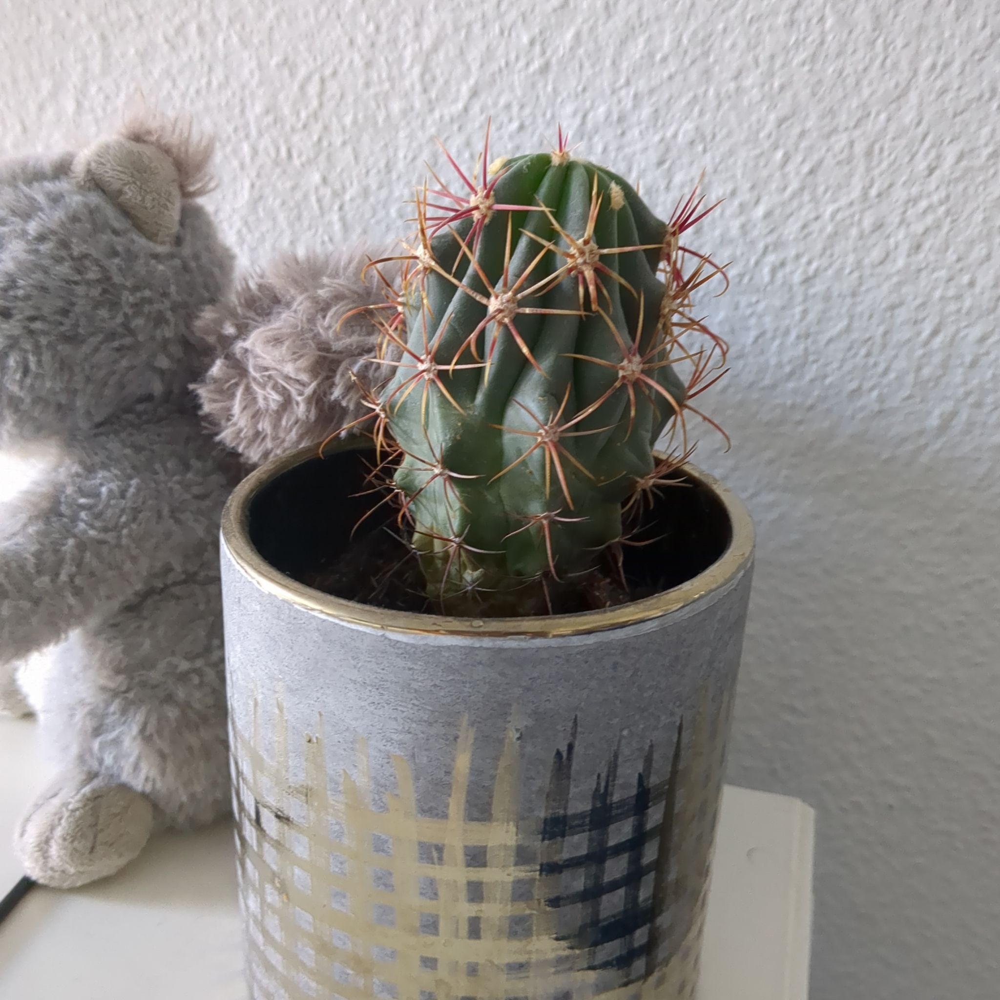 The Glory of Texas cactus in a decorative pot with a stuffed animal in the background.