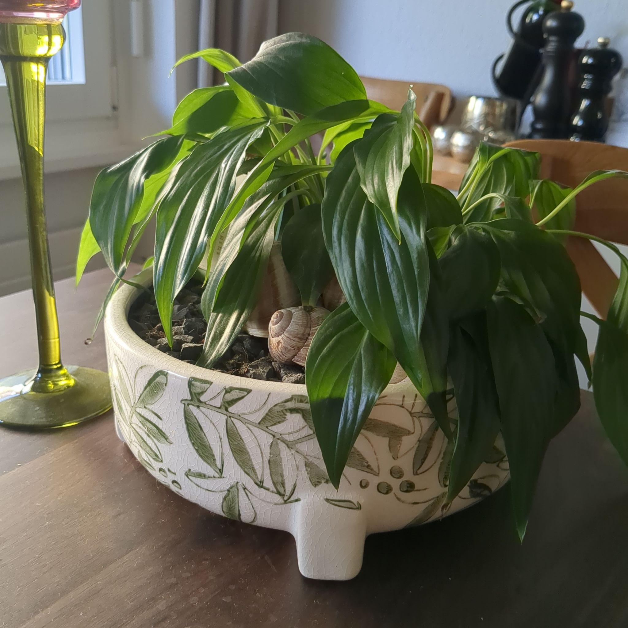 Photo of the plant species Peace Lily by @caadmium named Elvis on Greg, the plant care app