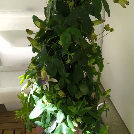 Photo of the plant species Passion Flower by @caadmium named Raiponce on Greg, the plant care app