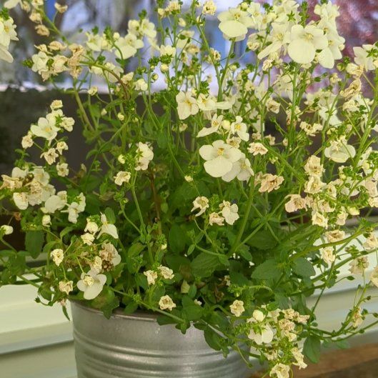 Photo of the plant species Twinspur by @caadmium named Sandy on Greg, the plant care app