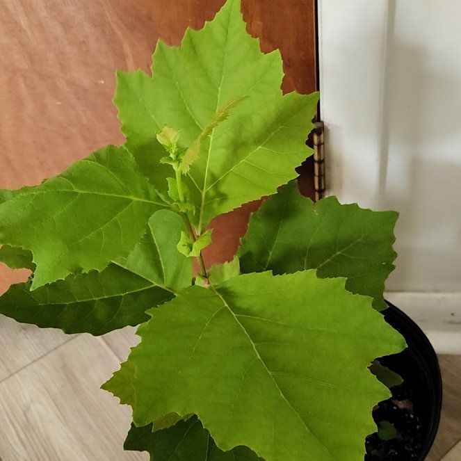 Photo of the plant species American Planetree by @HappyTaco named Abra on Greg, the plant care app