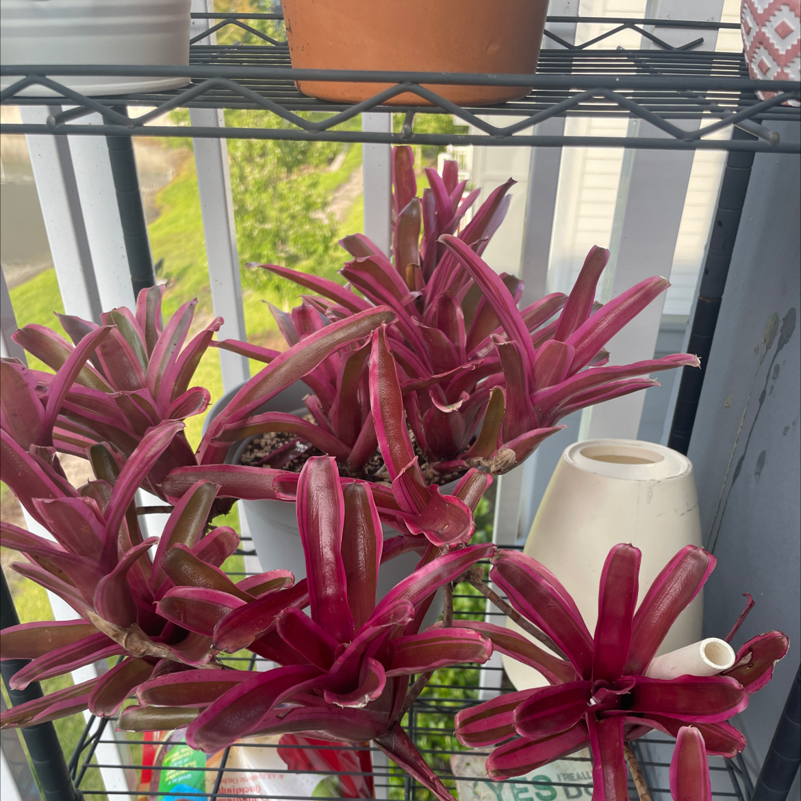 Your plant