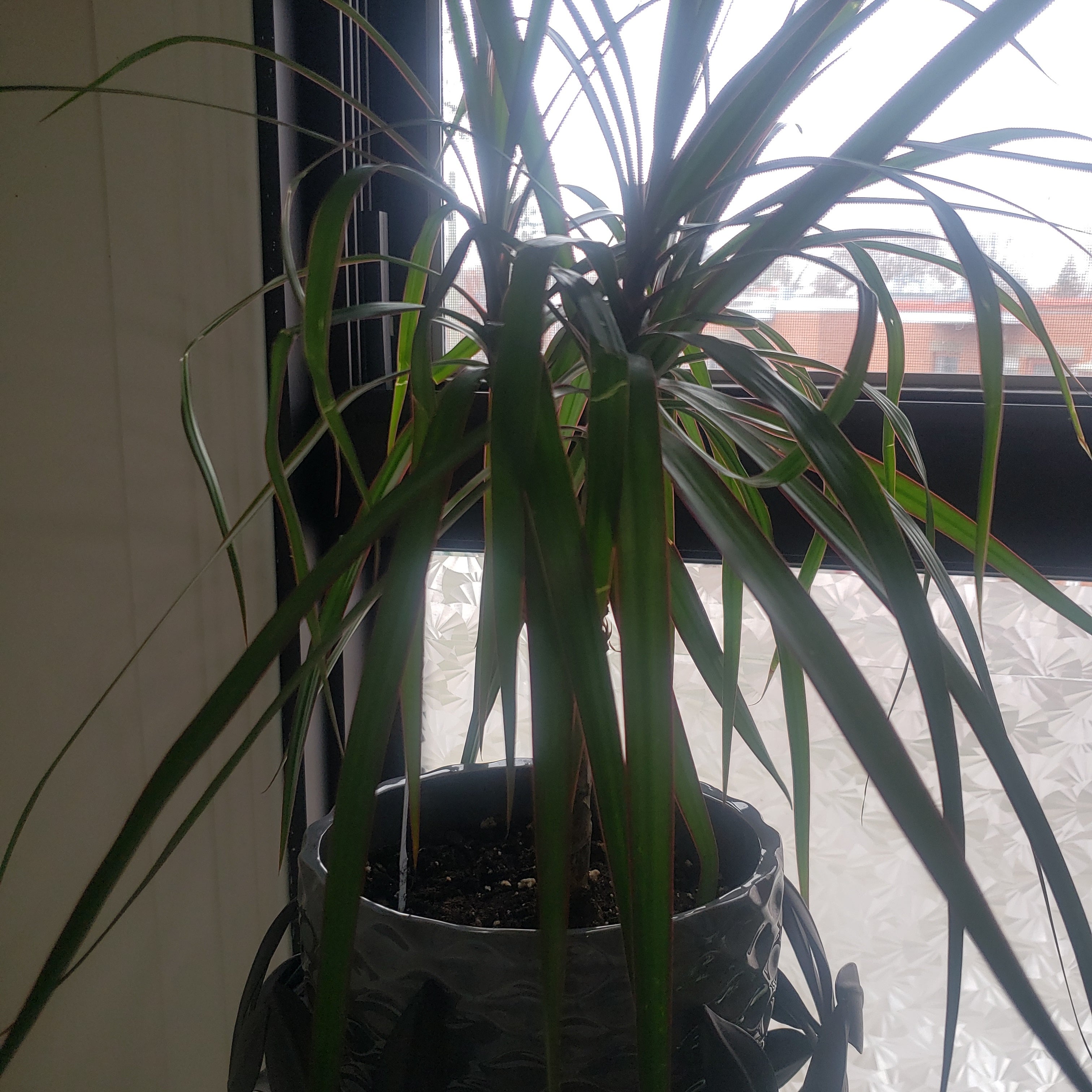 Why Are My Open Weave Dragon Tree Leaves Droopy? 😔