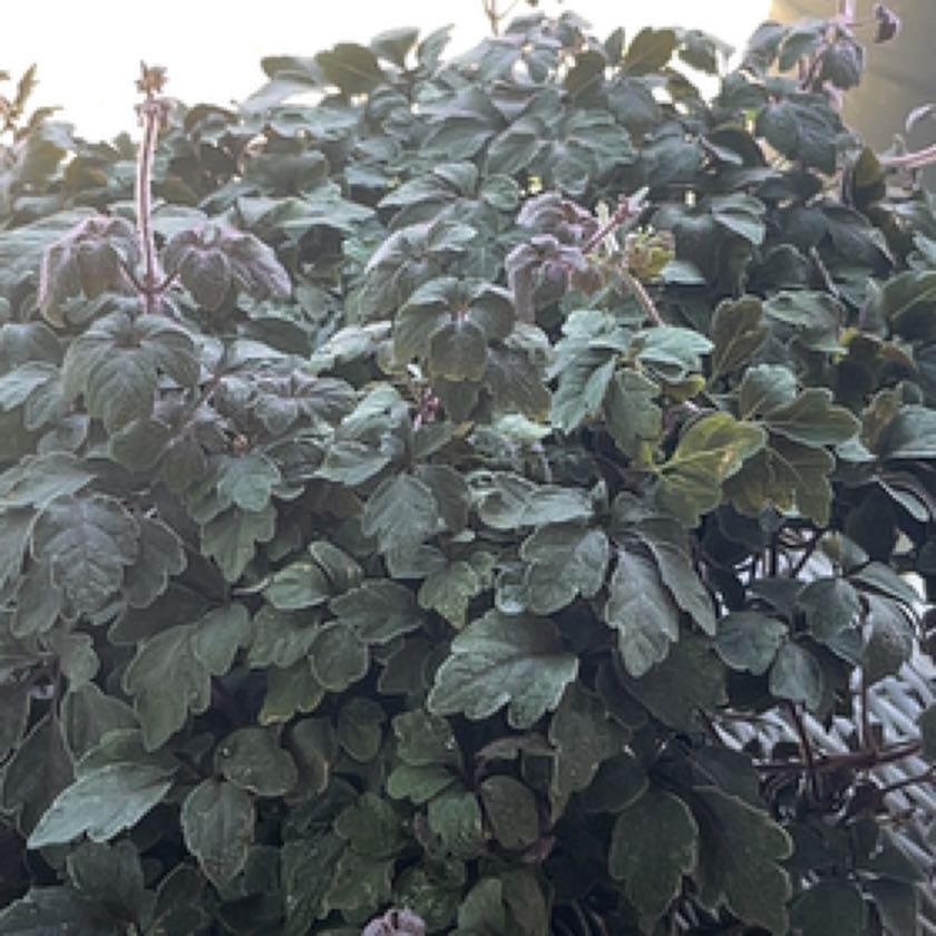 Photo of the plant species Purple Plush by Corrin named Maya on Greg, the plant care app
