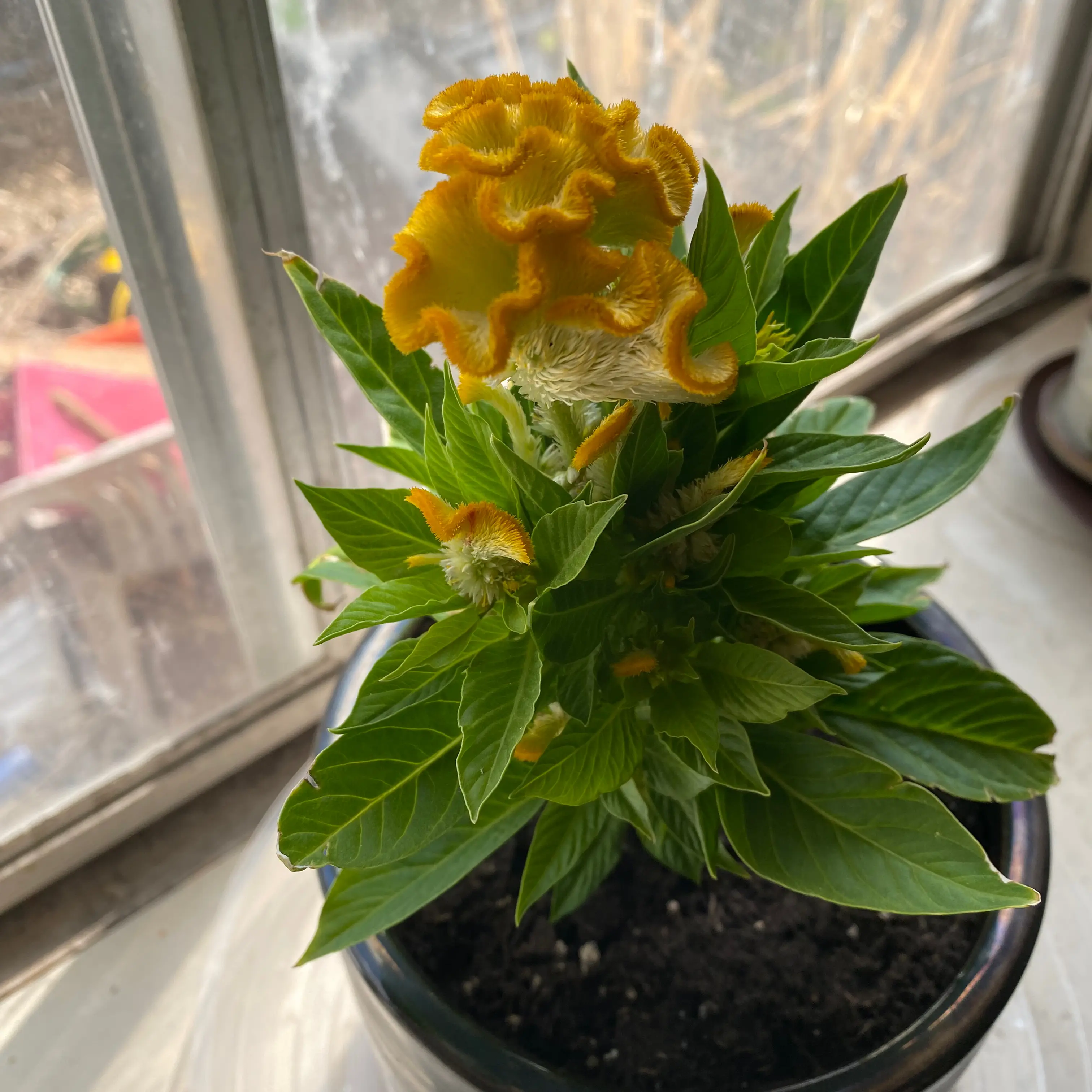 Photo of the plant species Celosia Twisted Yellow by @jacamon named Alice on Greg, the plant care app