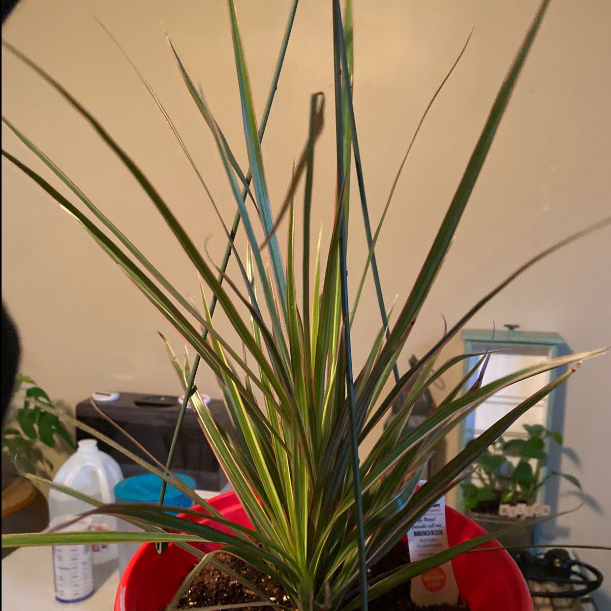 Propagating Dracaena marginata 'Bicolor' The Ultimate Guide