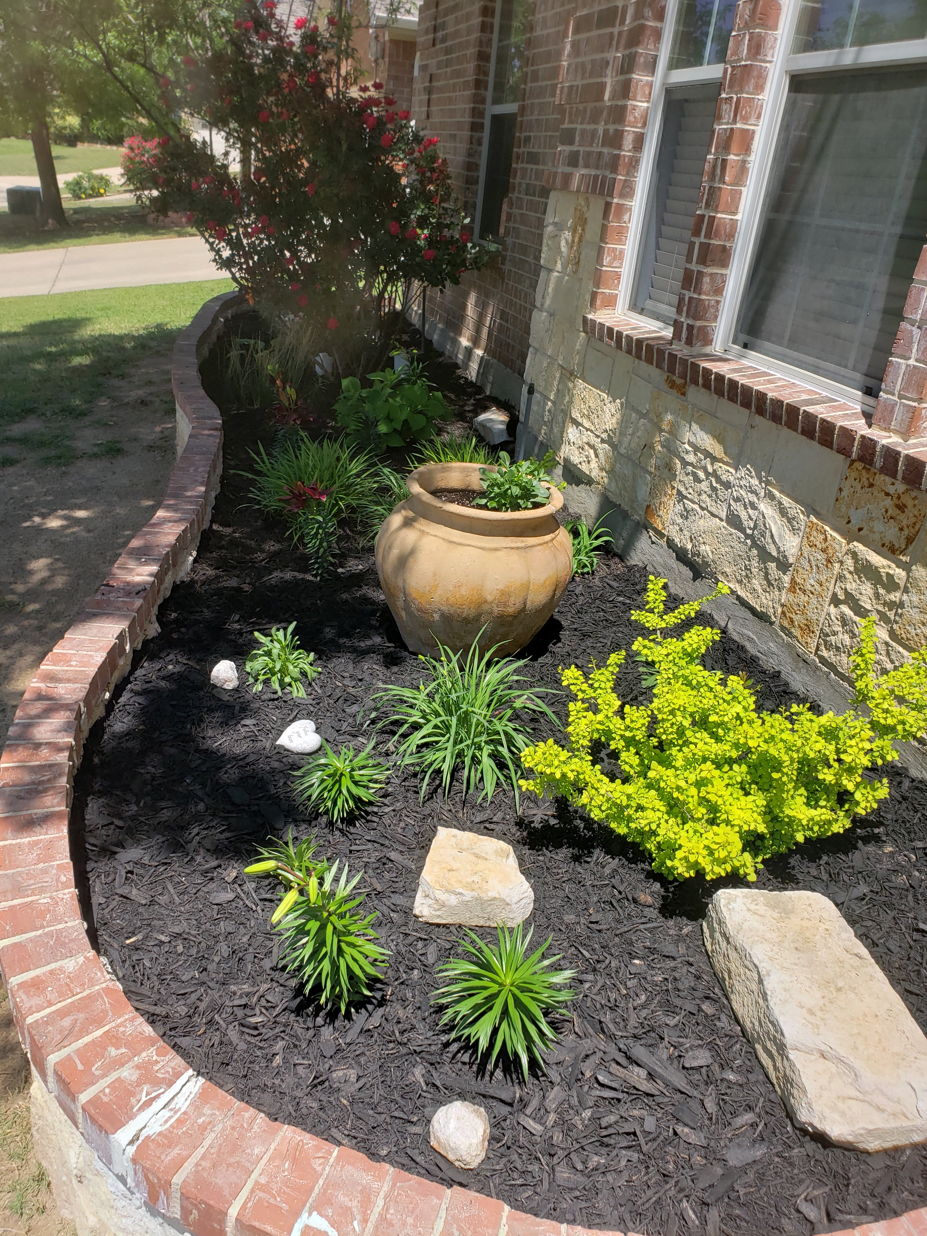🎨 How to Fix Black Spots on Your White Goldenrod