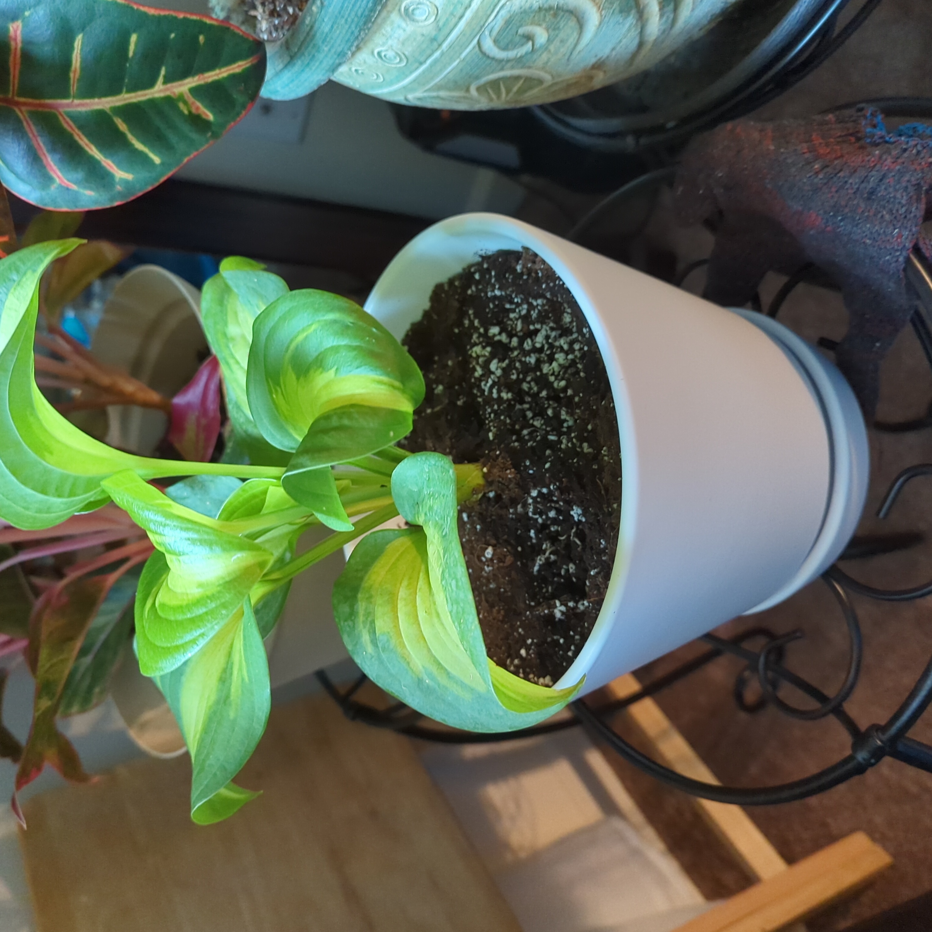 Photo of the plant species Hosta 'Sum and Substance' by @ladyoffaith named Flo on Greg, the plant care app
